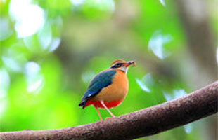 Bird Watching